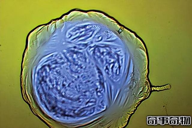 奇事奇物网，奇事奇物网上海龙柱（科学家创造金属细胞已有生命迹象）