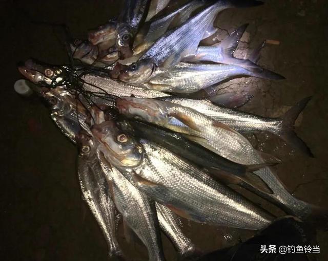 捉鱼经验谈：捉泥鳅的几种方法和技巧，捉鱼经验谈（泥鳅钓鱼为什么人人喊打）