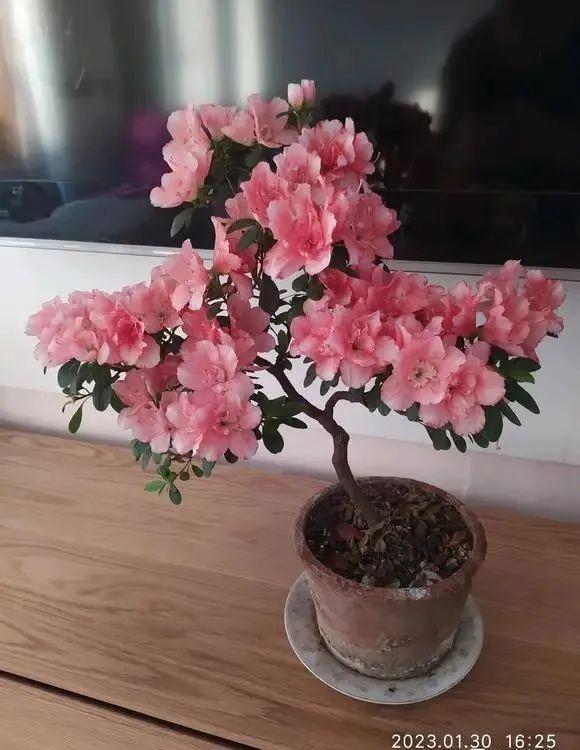 杜鹃花的三大特征，你家的杜鹃花是哪种