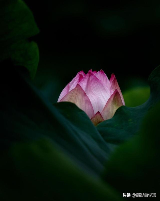 荷花拍照10个技巧，帮你把荷花拍得不一般