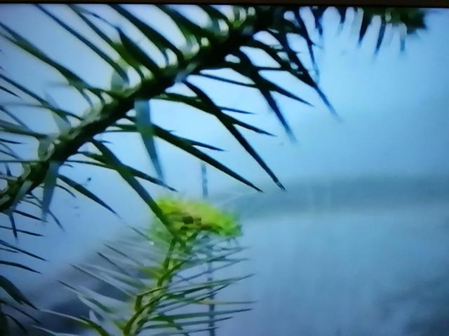 什么的原始森林填合适的词，填形容词什么的原始森林（美丽的大自然）