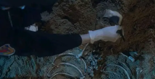 分歧者4上映了吗，分歧者4什么时候上映（“扫黑剧”的天花板或要改写了）