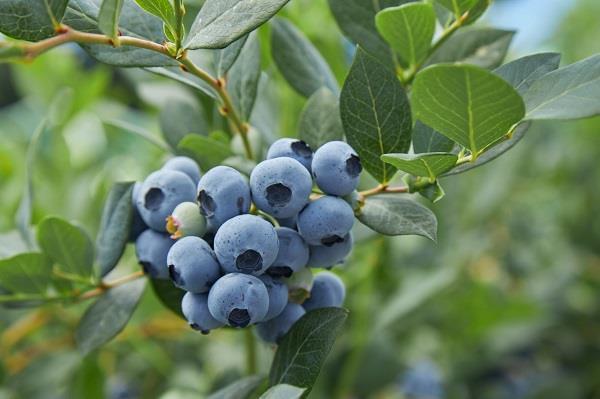 都柿和蓝莓的区别，都柿和蓝莓是一种水果吗（美国蓝莓“空降”上海）