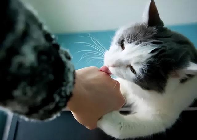 猫舔人是什么意思，一只猫舔另外一只猫什么意思（猫咪舔你，仅仅是因为喜欢你吗）