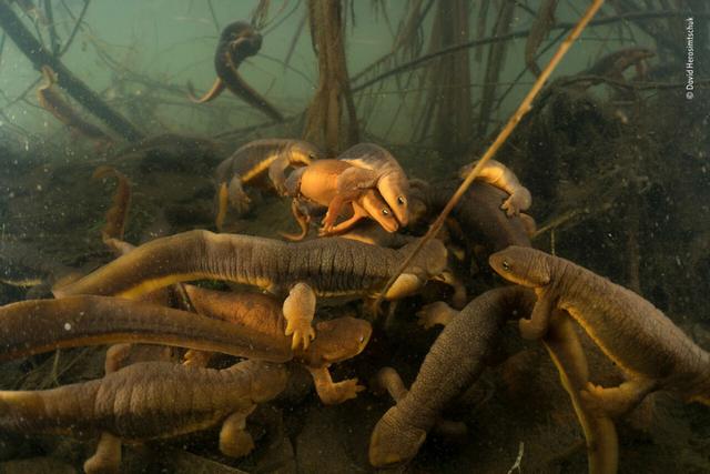 欧美吴彦祖，微信头像，欧美吴彦祖（2018年度最佳野生动物摄影作品图集）