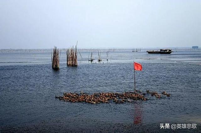 微山湖在哪，微山湖在哪个省份（微山湖本是苏鲁两省的界湖）