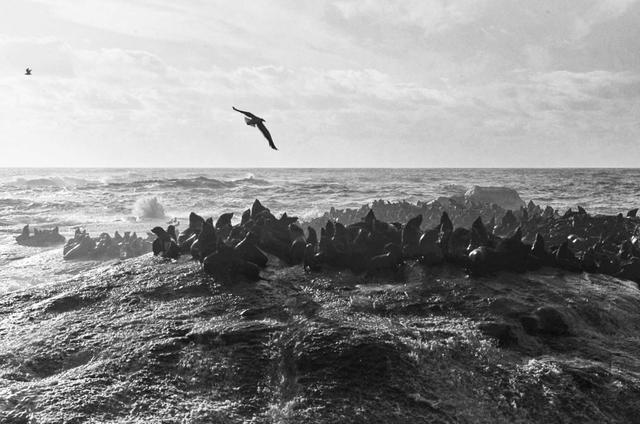 好望角在哪，青岛好望角在哪（为什么原来叫“风暴角”）