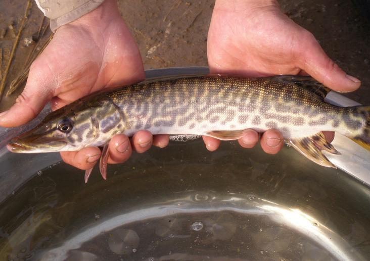 在鳄雀鳝的前车之鉴,狗鱼作为一种凶猛的淡水鱼出现在陕西,不少网友