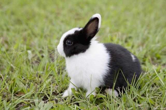 兔子会得哪些病，兔子都得什么病（兔常见病的症状及治疗方法）