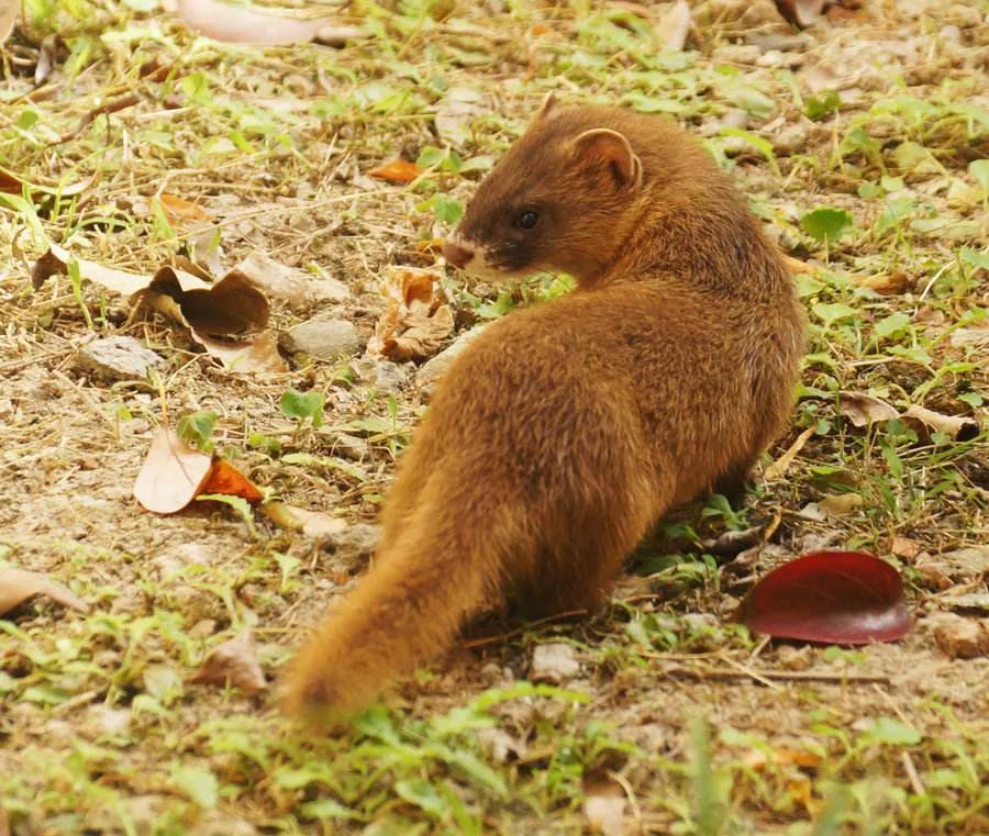 女人梦见黄鼠狼进家,乡野杂谈女子去果园买笨鸡蛋-解梦-荣耀易学