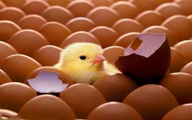 农村做什么赚钱，农村做什么好赚钱（当下农村最赚钱的小生意）