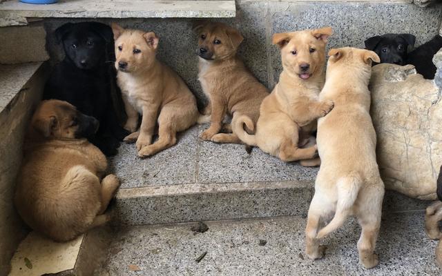 泰迪狗一生认几个主人，泰迪犬什么颜色最贵（一生只认定一个主人）