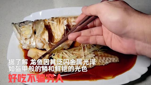 银龙鱼价格多少钱一只，龙鱼一般多少钱（可以先从饲养银龙练手）