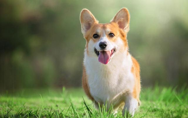 最近一些搞笑的梗，20句神反转搞笑朋友圈文案哈哈哈哈哈哈笑到头掉