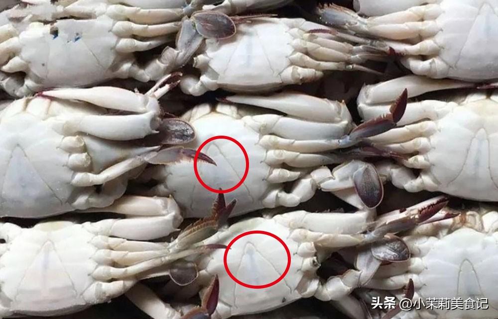 教你如何挑选肥美的梭子蟹，教你如何挑选肥美的梭子蟹图片（别只会看大小和捏蟹脚）