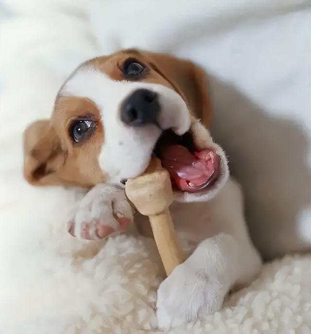 如何养狗狗须知养狗技术分享，狗怎么养殖喂什么食物（新手养狗攻略，看这一篇就够了）