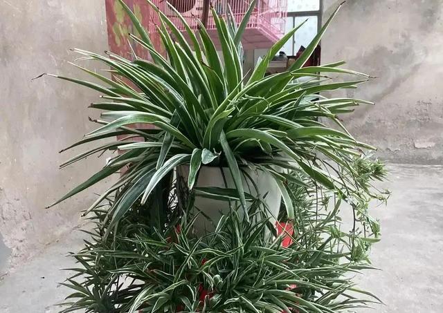 植物消毒杀菌药有哪些，植物消毒杀菌药有哪些品种（过期小药片是“养花宝”）