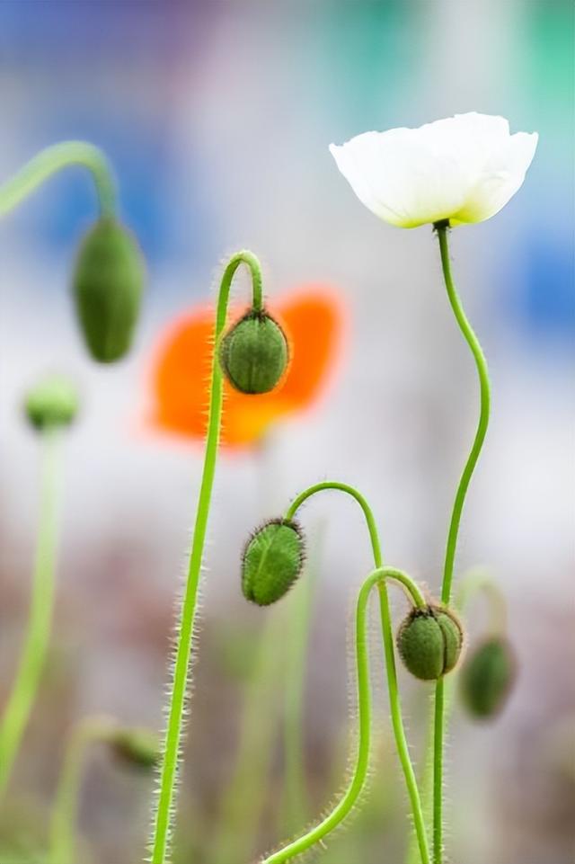 世界上最漂亮的花，世界上最漂亮的十种花（世界上最美的花，只为他开放）