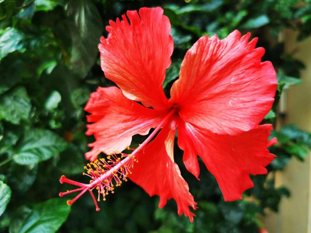 扶桑花的寓意，黄色扶桑花的寓意（老话说“花草三不送）