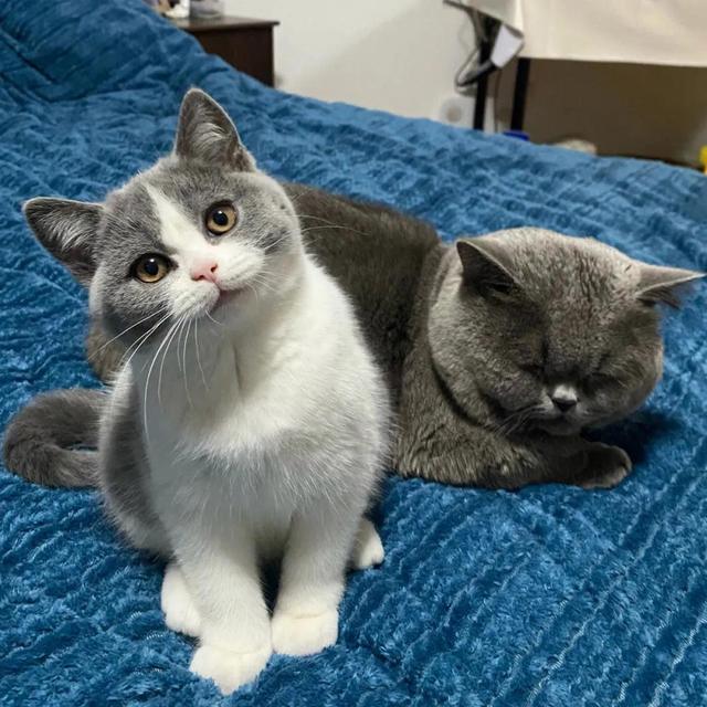 波斯猫多少钱一只，折耳猫价格多少钱一只（宠物猫价格排行榜）