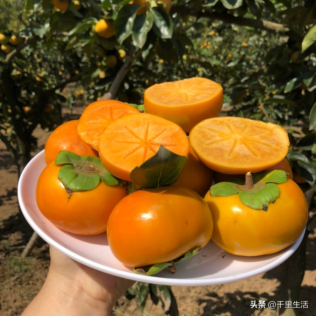 什么品种的脆柿子好吃，什么产地的脆柿子好吃（陕西巧克力糖心脆柿）