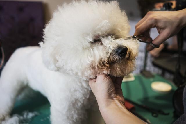 “贵宾犬”VS“比熊犬”哪个好？过来人告诉你，区别大着呢