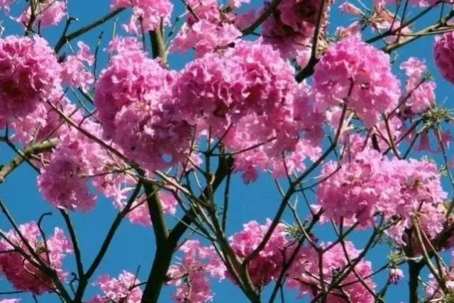 紫花风铃木可以盆栽吗，紫花风铃木北方能成活吗（分享——紫花风铃木）