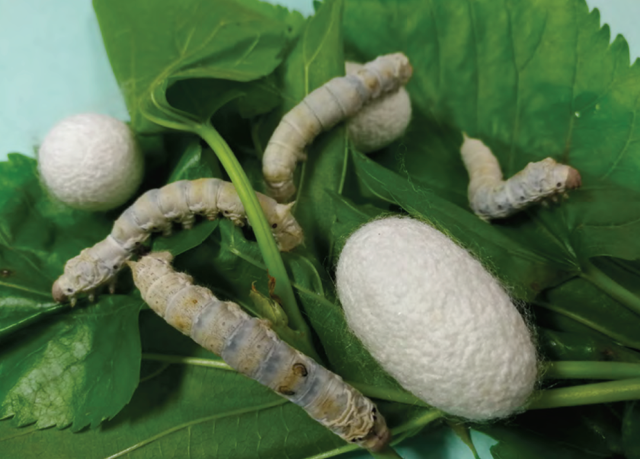 蚕的习性，蚕为什么辣么挑食，只吃桑叶（蚕有什么特性）