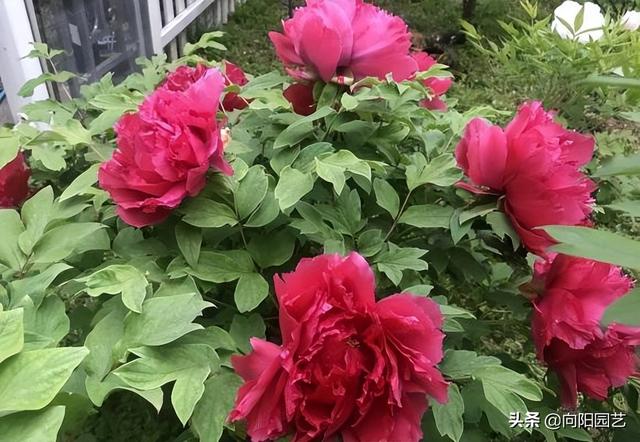 牡丹什么季节开花，菊花什么季节开花（种在花盆里的牡丹花，能养活吗）