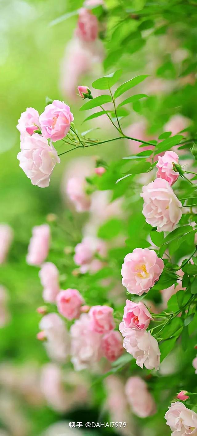 绿色聊天背景图，怎样能把微信聊天背景调成绿色的（绿色背景壁纸，好看的壁纸）