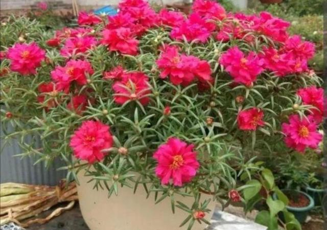 太阳花怎样养护才开花多，掌握3个“技巧”