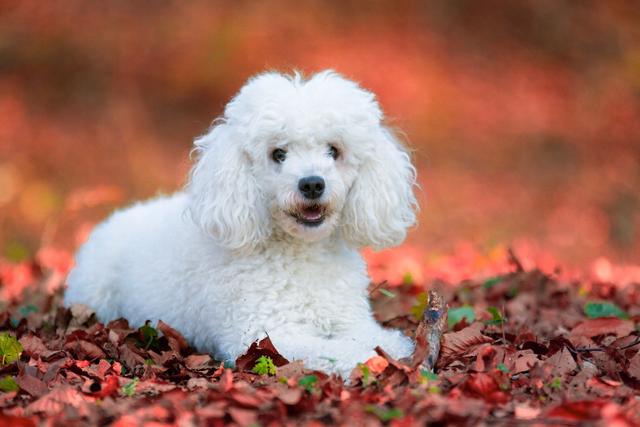 “贵宾犬”VS“比熊犬”哪个好？过来人告诉你，区别大着呢