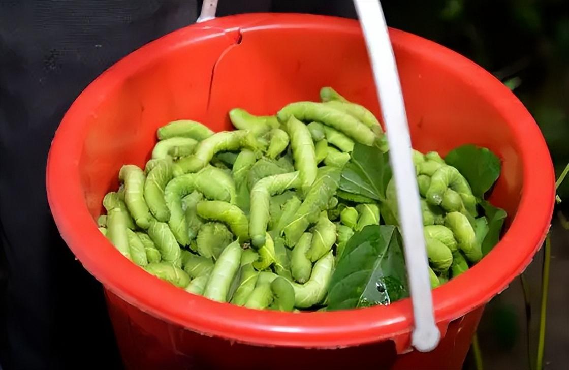 豆虫怎么吃(豆青虫吃法图片)
