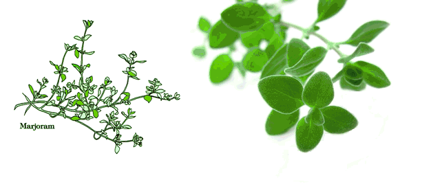 迷迭香是什么，西餐中常用的15种香料和香草（迷迭香是什么时候出的）