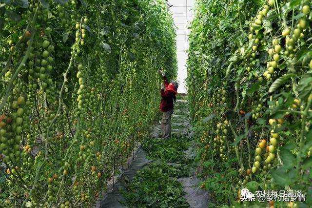 蔬菜的种植方法和步骤，种菜从头到尾分六个步骤