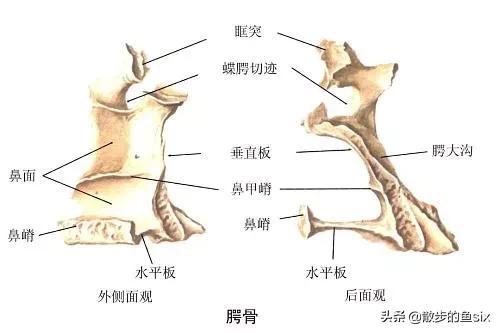 颚骨，颚骨错位自我矫正法
