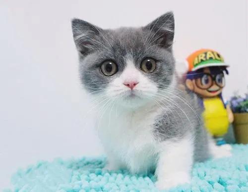 猫和老鼠里面的母猫现实品种，猫和老鼠中汤姆猫的原型究竟是什么品种