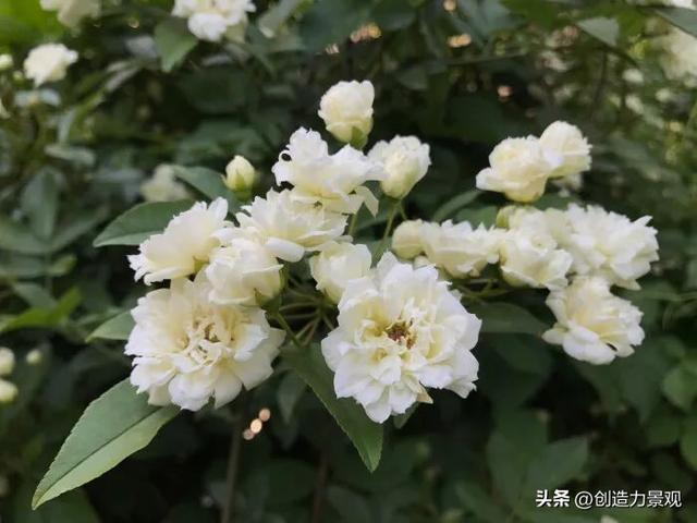 木香花是什么，木香花是什么样子的（美色不逊月季的爬藤植物——木香花）