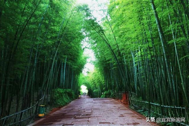 竹海生态旅游景区介绍，到绿水青山的蜀南竹海“走一遭”吧
