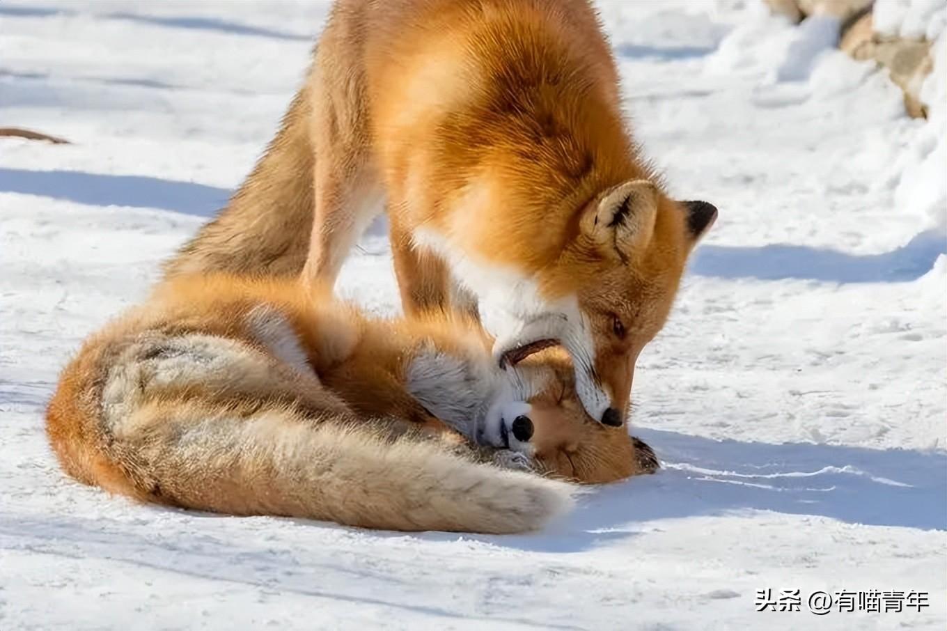 狐狸幼犬多少钱一只 狐狸犬 幼犬