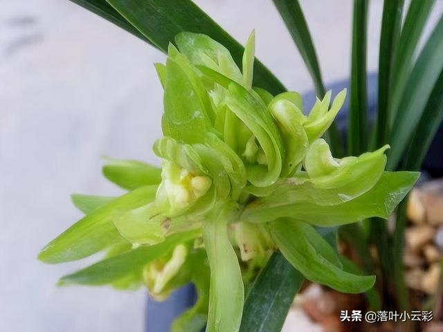 蝶兰（蝶兰花），国兰第一奇花——余蝴蝶（蝶兰花图片）