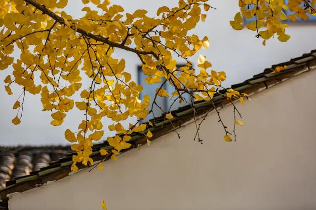 10种代表秋天的景物，秋天的景色有哪些（这10个小众绝美的秋景地）