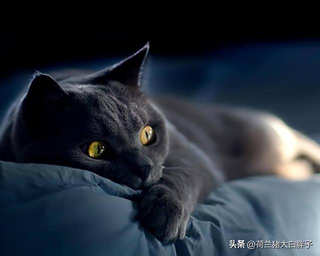 小猫一天睡多长时间是正常的，猫一天睡多长时间（猫咪每天睡眠时间多久才算正常）