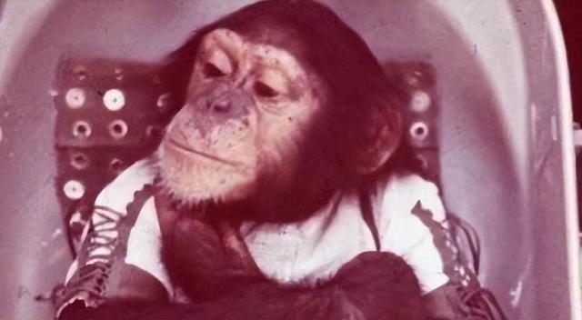 猩猩的寿命，野生大猩猩的寿命（一只黑猩猩被美国送上太空）