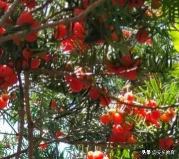 东北红豆杉的栽培及其价值，东北红豆杉的生长环境（“重症监护”中的古树）