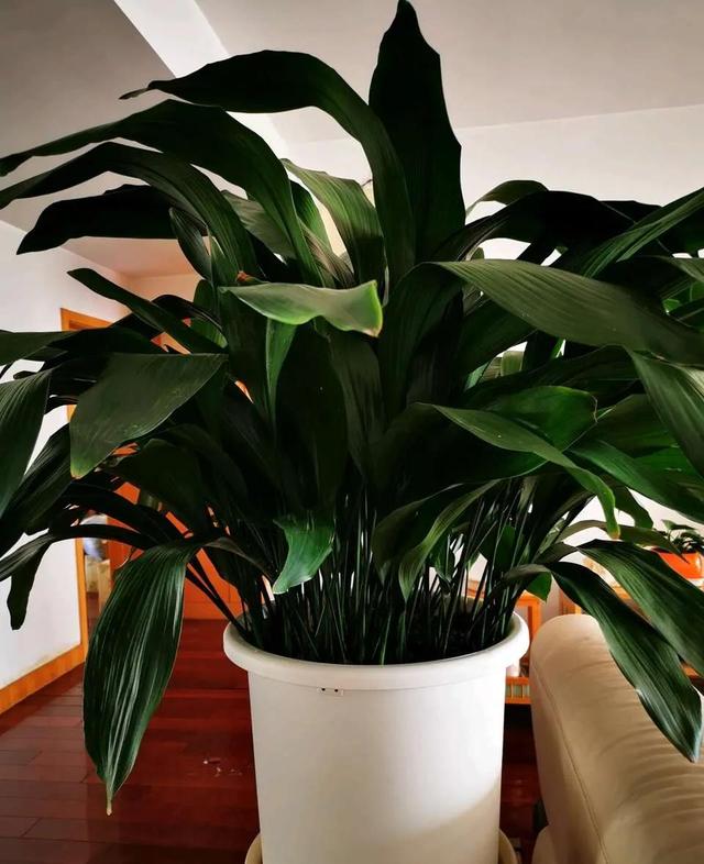 植物风水:卧室养什么植物好,家居植物摆放风水(这些花放在卧室里)