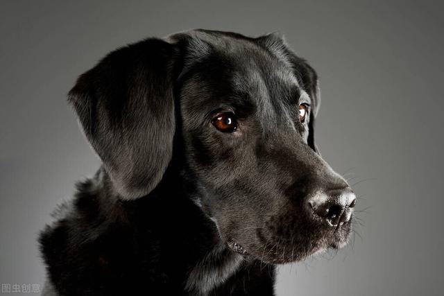 黑色拉布拉多犬怎么养，黑色拉布拉多幼犬怎么养（为什么黑色的拉布拉多犬很少人养）