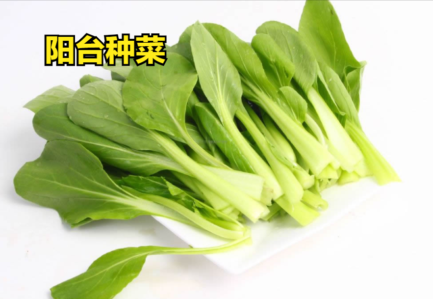 鸡毛菜是什么菜(上海鸡毛菜)插图