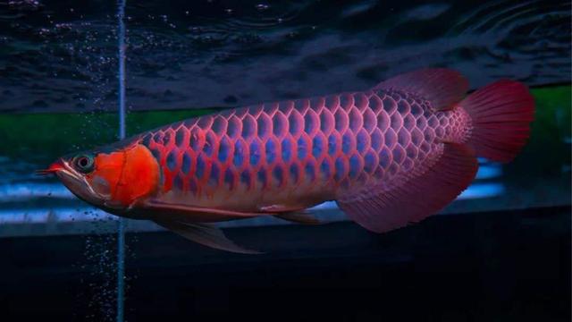 雪龙鱼的做法和配方，鳕鱼的烹饪方法（一条鱼抵得上一栋别墅）