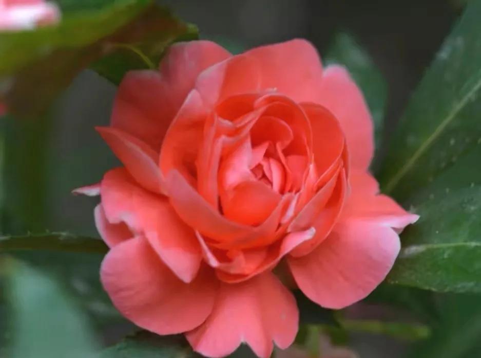 中国凤仙花图片,"指甲花"凤仙花正吐芳华